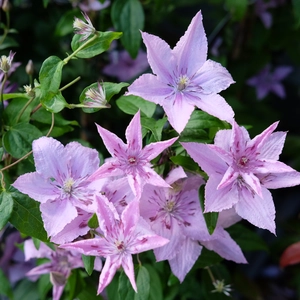 Clematis 'Hagley Hybrid'